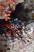 Odontodactylus scyllarus-Maldives Hoholha Thila-15m-20240424-da-DSC_6512_tn